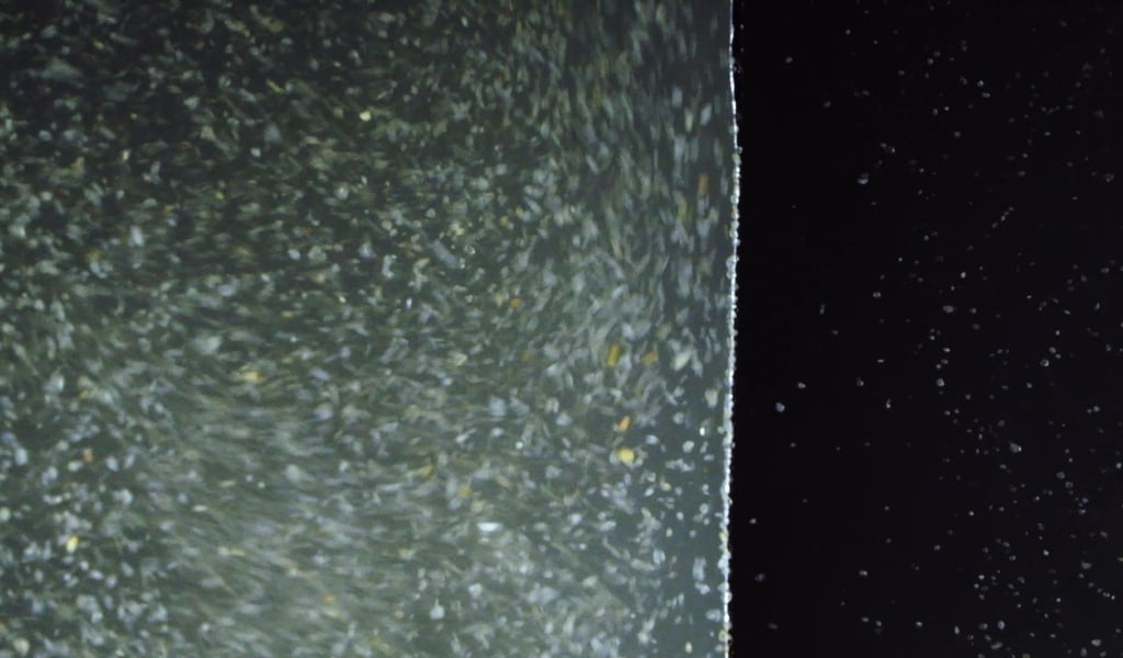 Biofouling in Desalination: Causes, Consequences, and Solutions